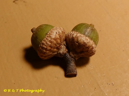 {Quercus falcata}